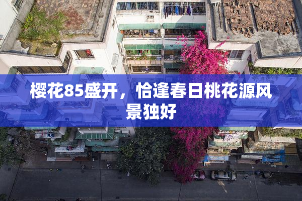 樱花85盛开，恰逢春日桃花源风景独好