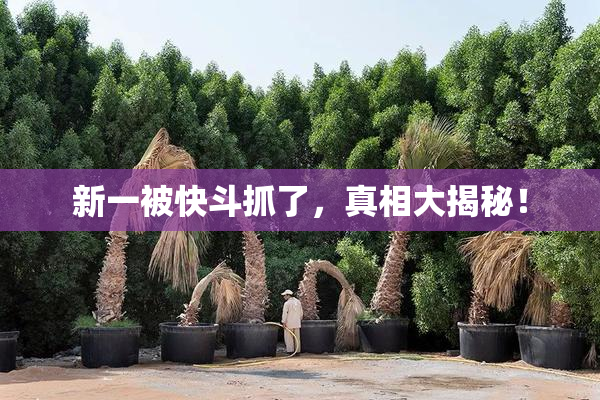 新一被快斗抓了，真相大揭秘！