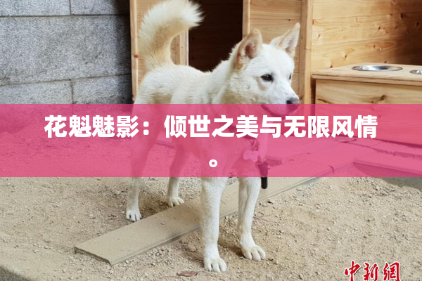 花魁魅影：倾世之美与无限风情。
