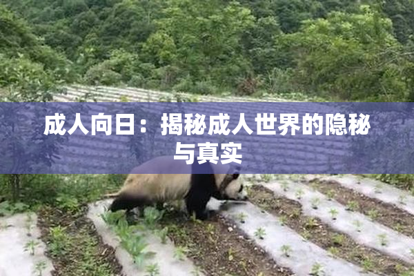 成人向日：揭秘成人世界的隐秘与真实