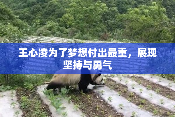 王心凌为了梦想付出最重，展现坚持与勇气