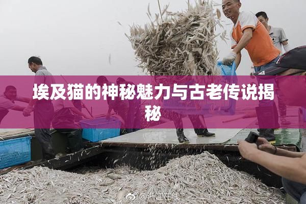 埃及猫的神秘魅力与古老传说揭秘