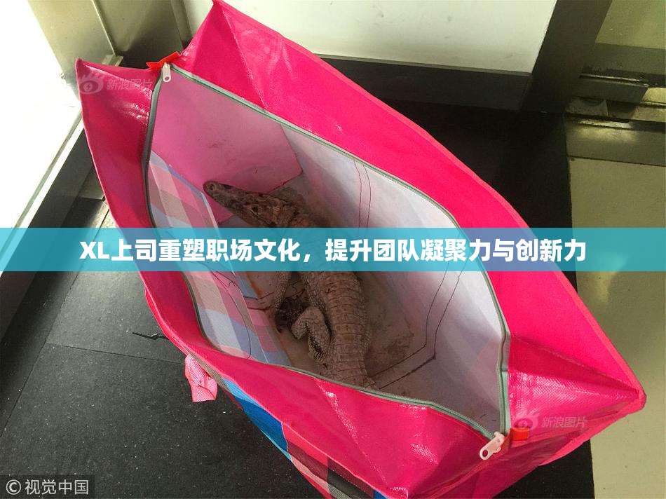 XL上司重塑职场文化，提升团队凝聚力与创新力