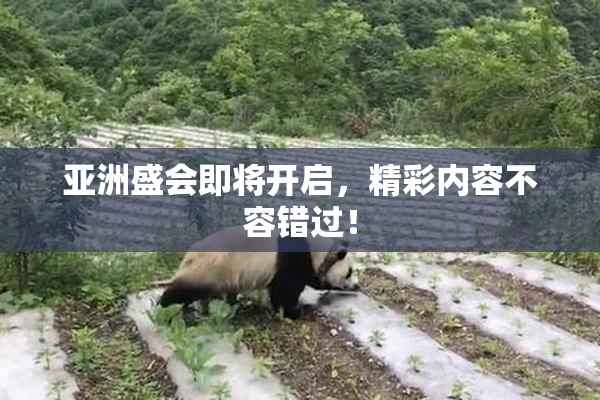 亚洲盛会即将开启，精彩内容不容错过！
