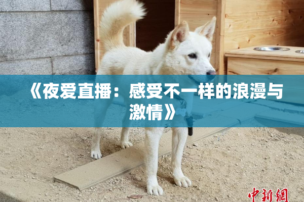 《夜爱直播：感受不一样的浪漫与激情》