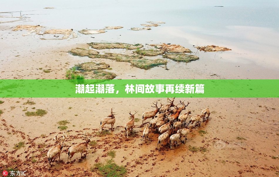 潮起潮落，林间故事再续新篇