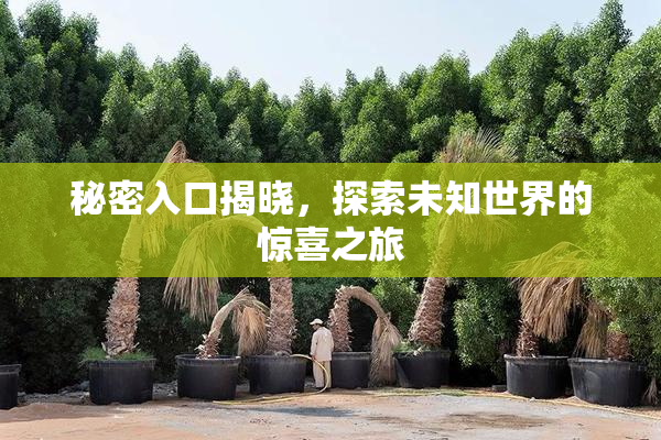 秘密入口揭晓，探索未知世界的惊喜之旅