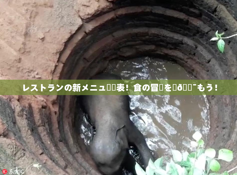 レストランの新メニュー発表！食の冒険を楽🔯もう！