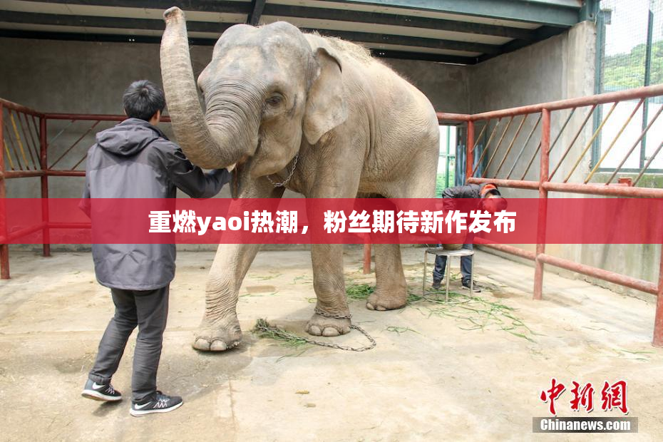 重燃yaoi热潮，粉丝期待新作发布