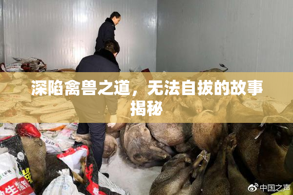 深陷禽兽之道，无法自拔的故事揭秘