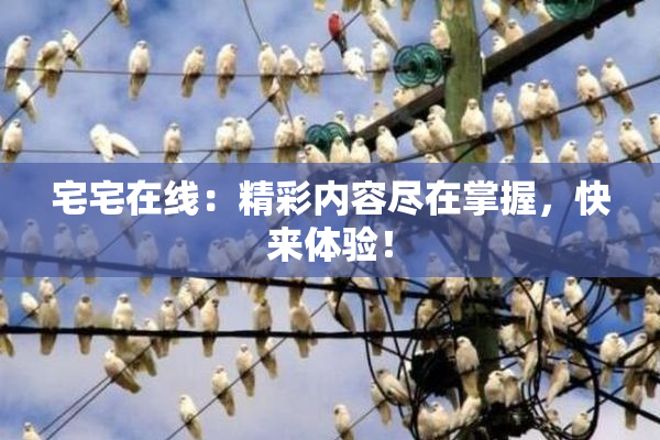 宅宅在线：精彩内容尽在掌握，快来体验！