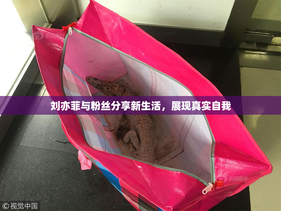 刘亦菲与粉丝分享新生活，展现真实自我