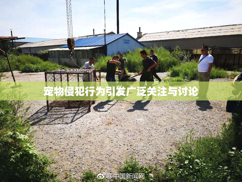 宠物侵犯行为引发广泛关注与讨论