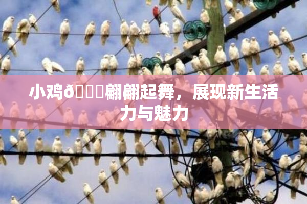 小鸡🐔翩翩起舞，展现新生活力与魅力