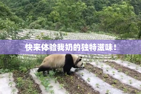 快来体验我奶的独特滋味！