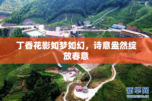 丁香花影如梦如幻，诗意盎然绽放春意