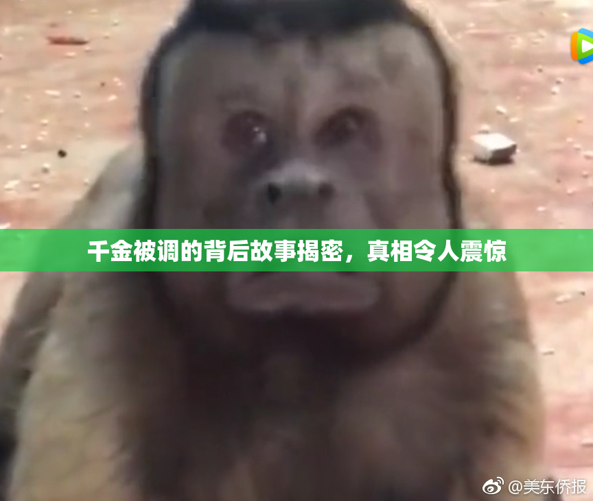 千金被调的背后故事揭密，真相令人震惊