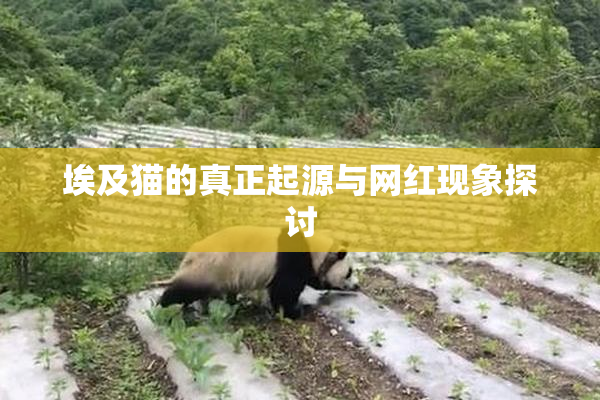 埃及猫的真正起源与网红现象探讨