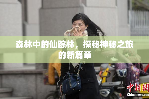 森林中的仙踪林，探秘神秘之旅的新篇章