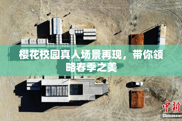樱花校园真人场景再现，带你领略春季之美