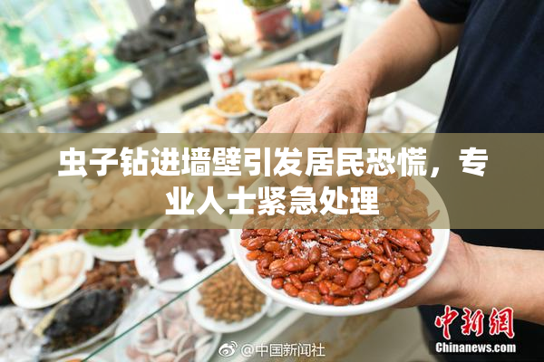 虫子钻进墙壁引发居民恐慌，专业人士紧急处理