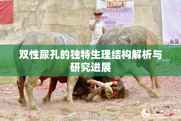 双性尿孔的独特生理结构解析与研究进展