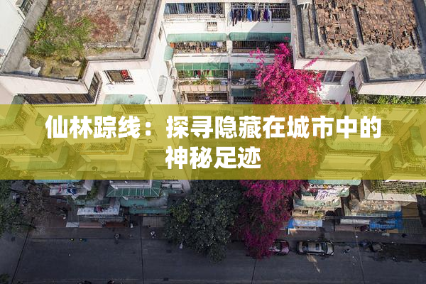 仙林踪线：探寻隐藏在城市中的神秘足迹