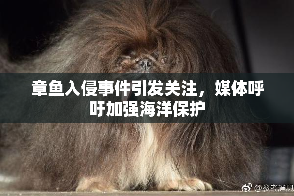 章鱼入侵事件引发关注，媒体呼吁加强海洋保护