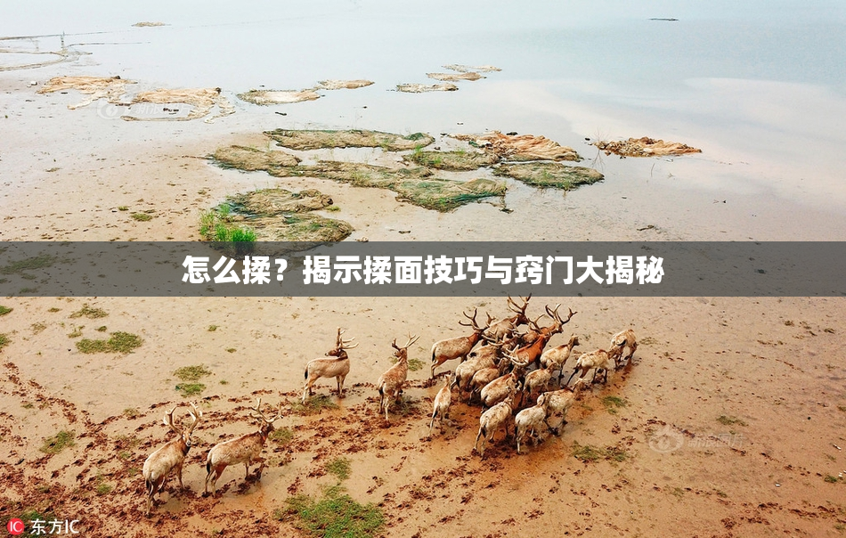 怎么揉？揭示揉面技巧与窍门大揭秘
