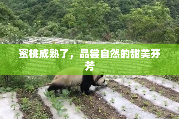 蜜桃成熟了，品尝自然的甜美芬芳