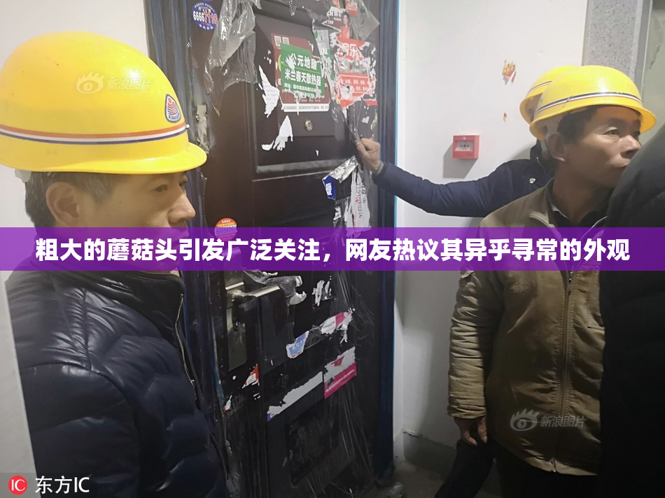粗大的蘑菇头引发广泛关注，网友热议其异乎寻常的外观