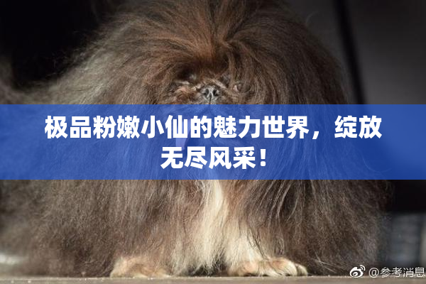 极品粉嫩小仙的魅力世界，绽放无尽风采！