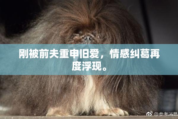 刚被前夫重申旧爱，情感纠葛再度浮现。