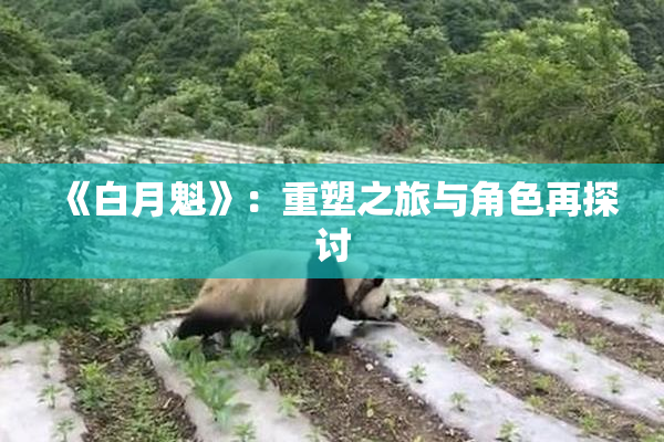 《白月魁》：重塑之旅与角色再探讨
