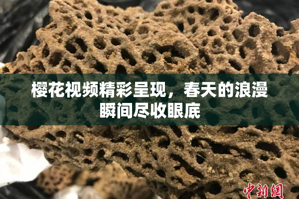 樱花视频精彩呈现，春天的浪漫瞬间尽收眼底