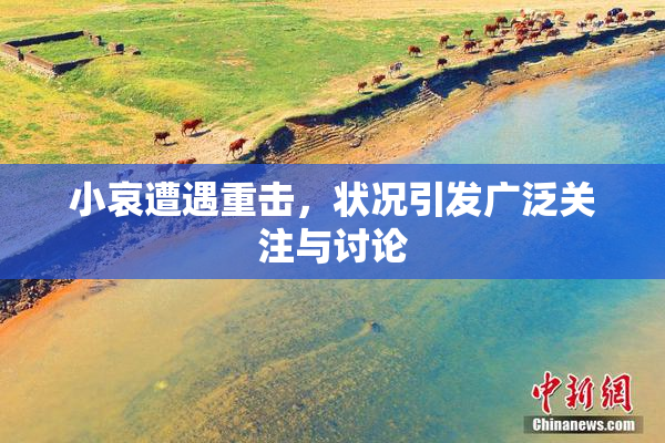 小哀遭遇重击，状况引发广泛关注与讨论