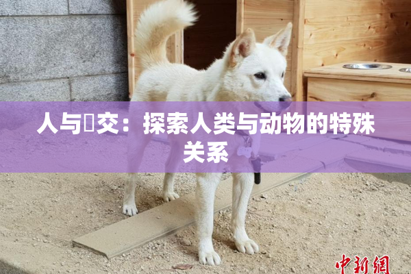 人与嘼交：探索人类与动物的特殊关系