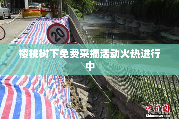 樱桃树下免费采摘活动火热进行中