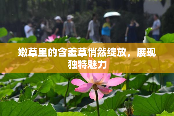 嫩草里的含羞草悄然绽放，展现独特魅力