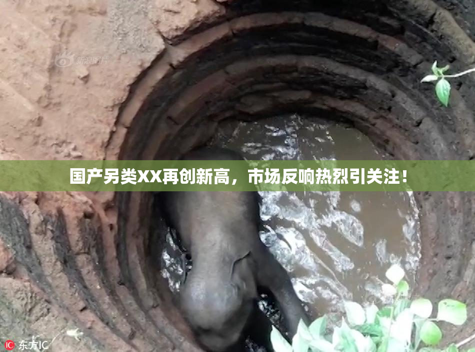 国产另类XX再创新高，市场反响热烈引关注！