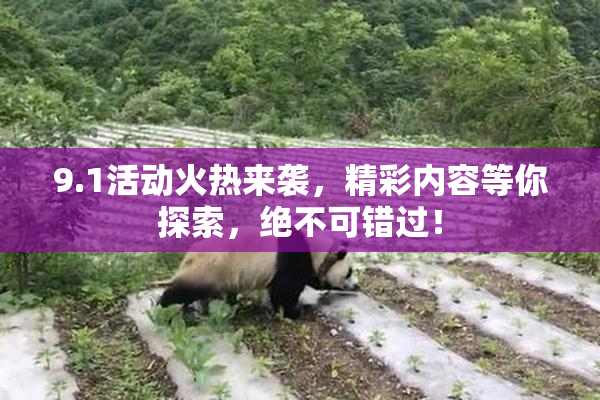 9.1活动火热来袭，精彩内容等你探索，绝不可错过！
