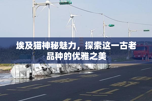 埃及猫神秘魅力，探索这一古老品种的优雅之美