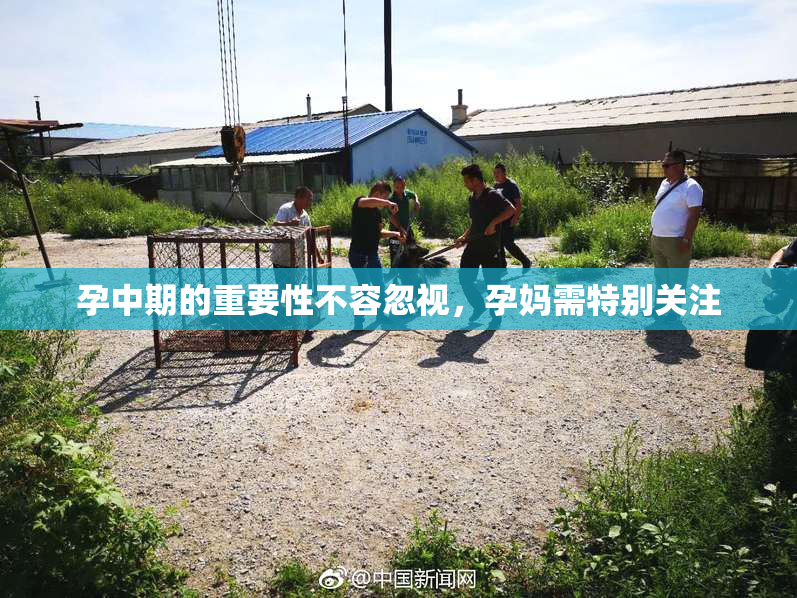 孕中期的重要性不容忽视，孕妈需特别关注