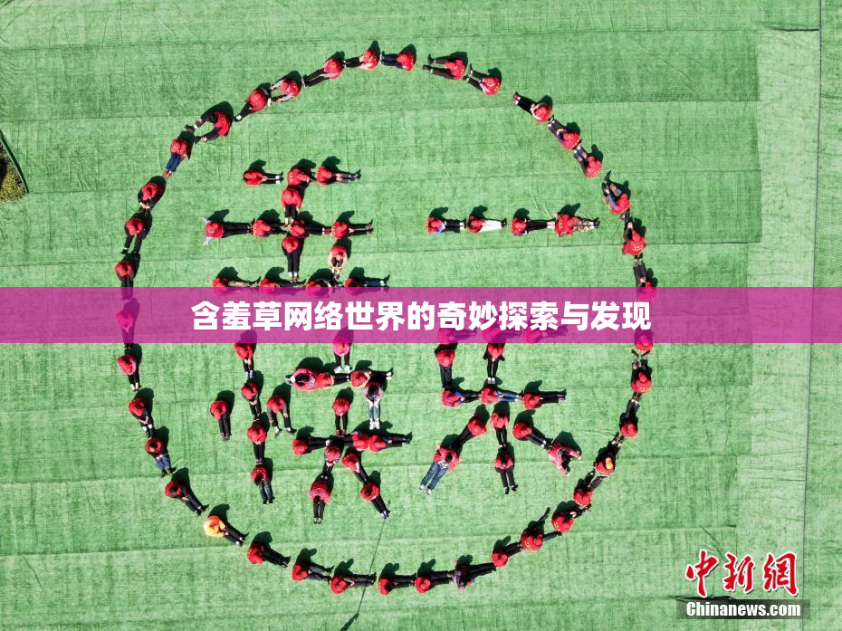 含羞草网络世界的奇妙探索与发现