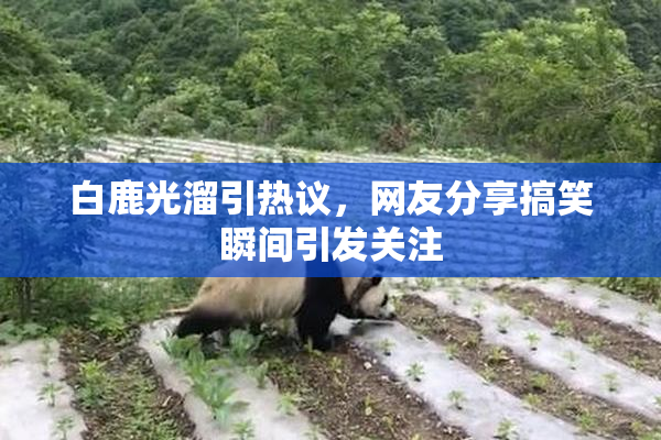 白鹿光溜引热议，网友分享搞笑瞬间引发关注