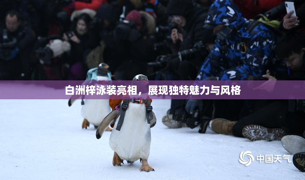 白洲梓泳装亮相，展现独特魅力与风格