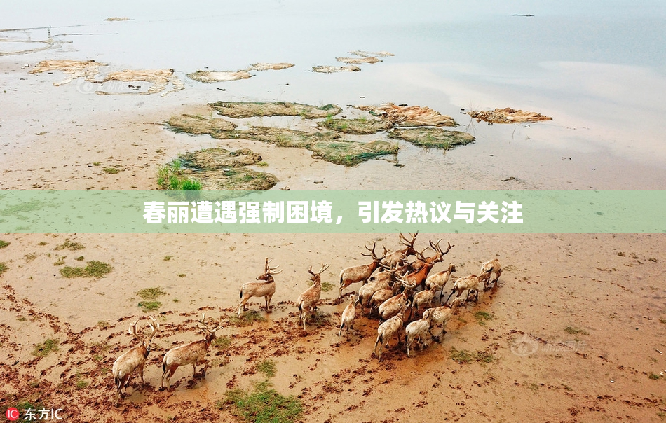 春丽遭遇强制困境，引发热议与关注