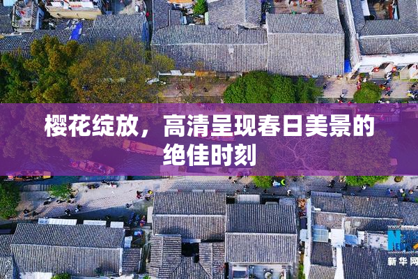 樱花绽放，高清呈现春日美景的绝佳时刻
