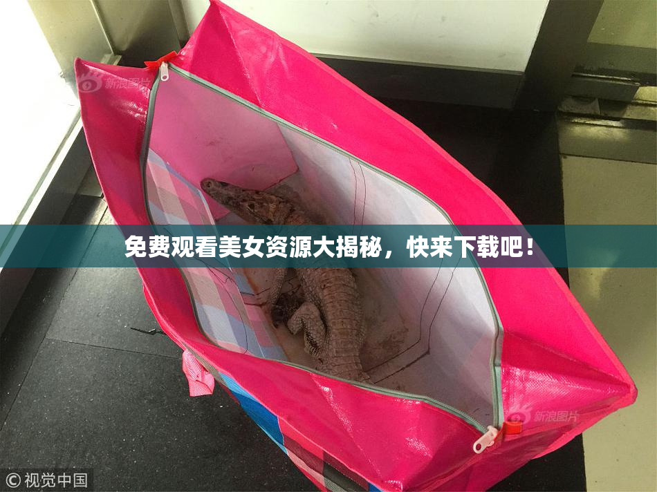 免费观看美女资源大揭秘，快来下载吧！