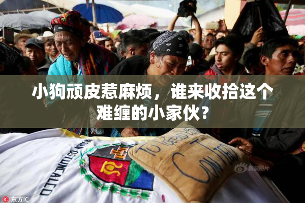 小狗顽皮惹麻烦，谁来收拾这个难缠的小家伙？